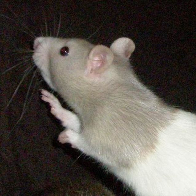 Photo of Whinnee