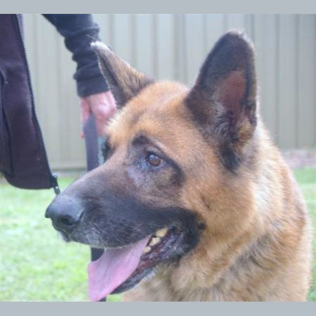Photo of Bear