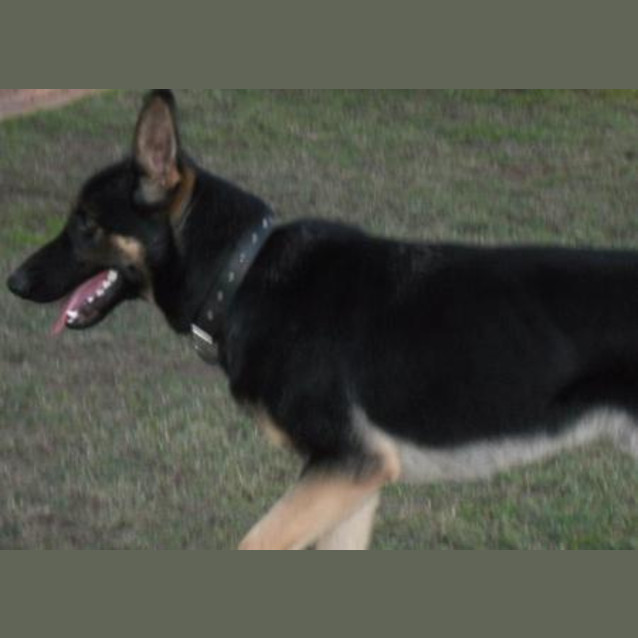 Photo of Ruger On Trial With His New Family