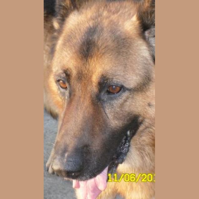 Photo of Rex   On Hold Pending Adoption