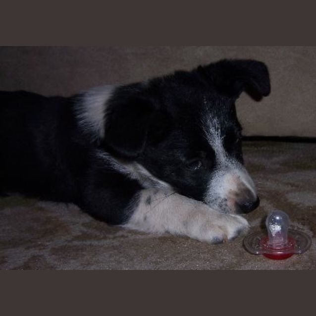 Photo of Lady