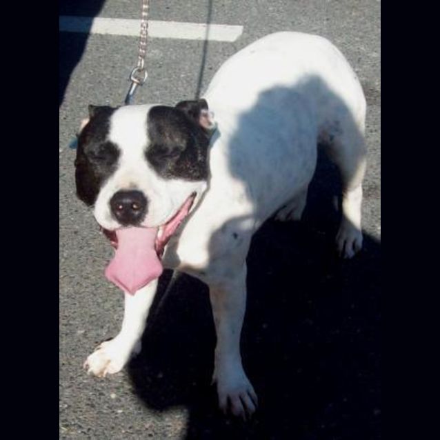 Photo of Bandit