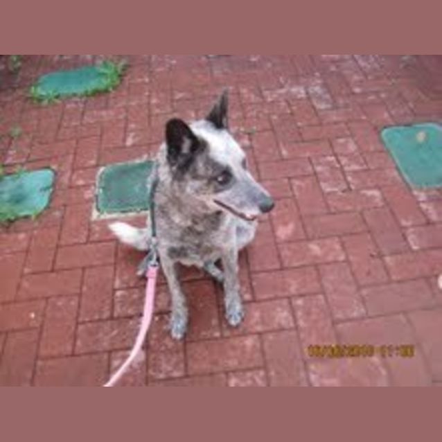 Photo of Blue Boy Needs Foster/Adoption