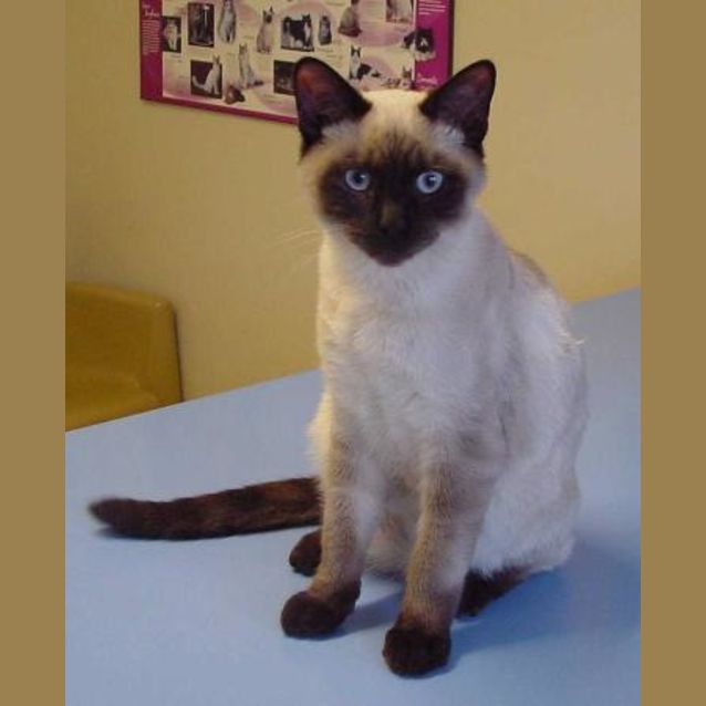 Photo of Smokey