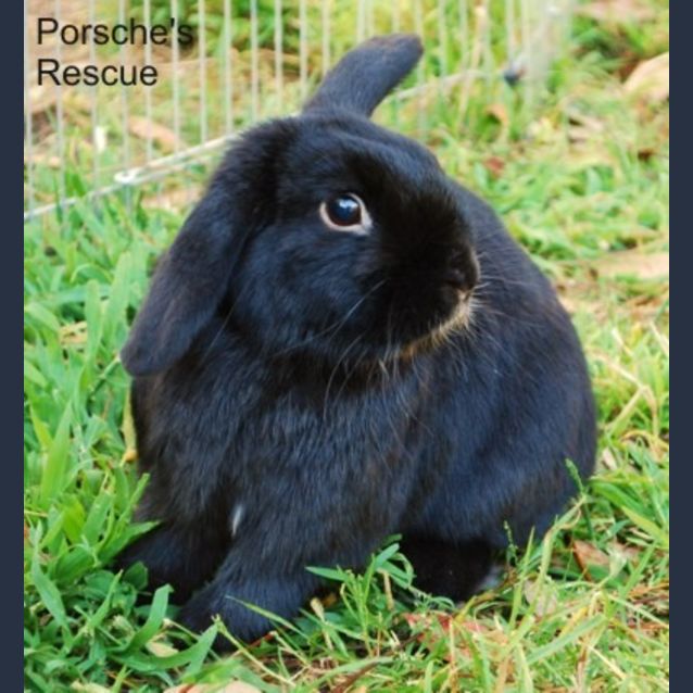 Photo of Baxter  Vaccinated And Desexed