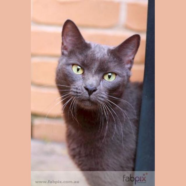 Photo of Smokey   On Hold