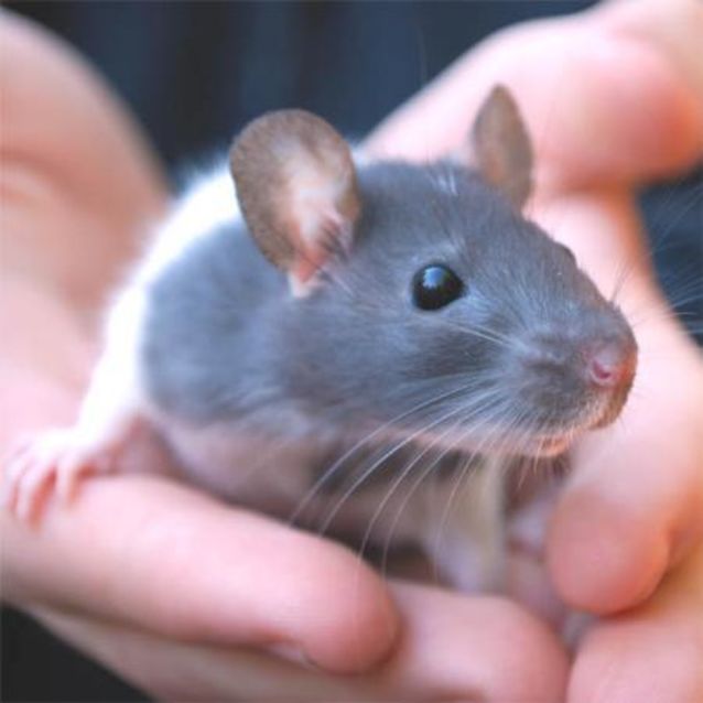 Photo of Bean
