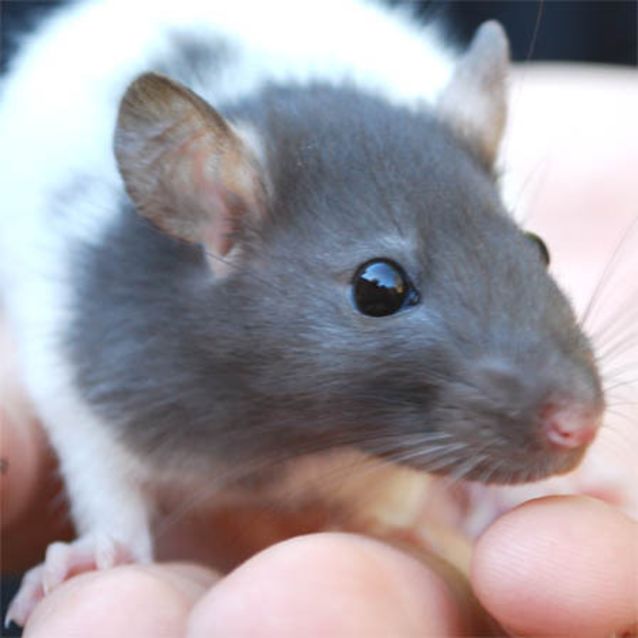 Photo of Pepper