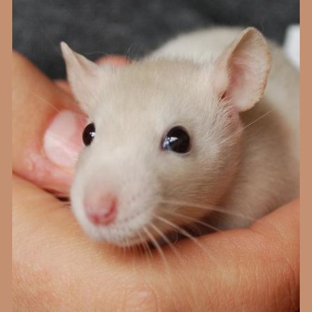 Photo of Raisin