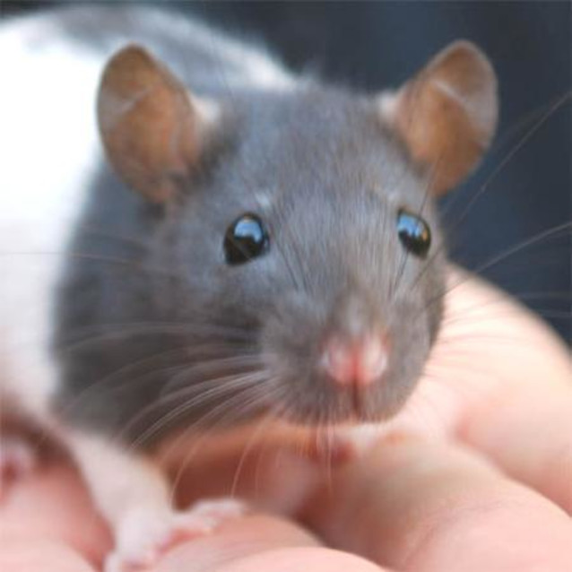 Photo of Blueberry