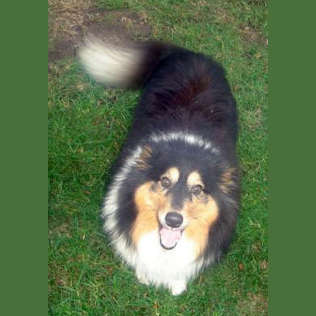 Photo of Lulu   Ideal Family Dog   Adoption Pending