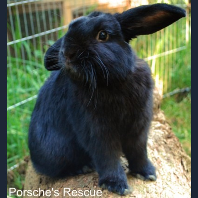 Photo of Baxter   Desexed And Vaccinated