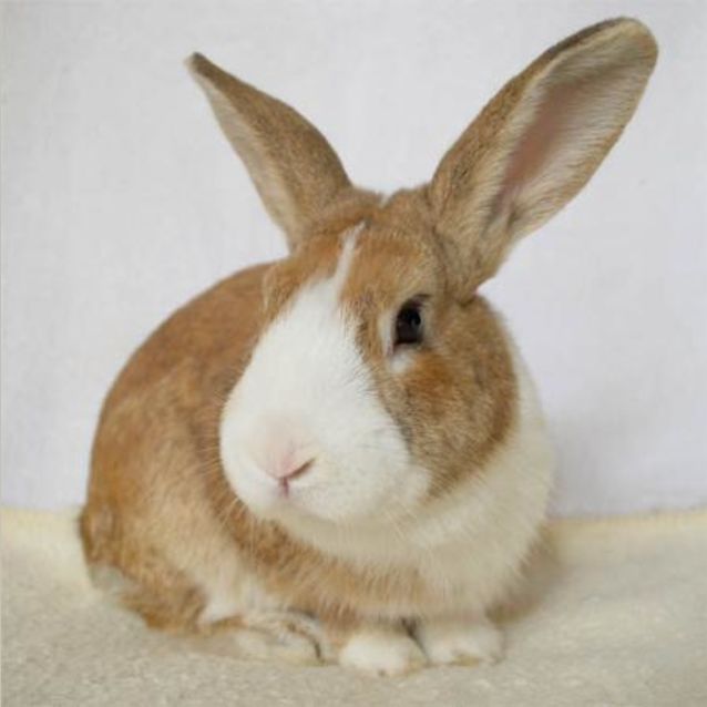 Photo of Lucky  Vaccinated