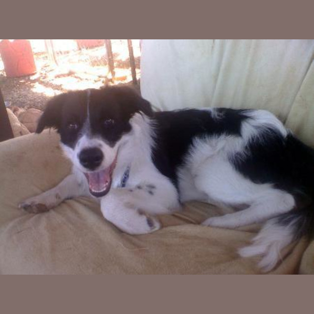 Photo of Connor  Adoption Pending