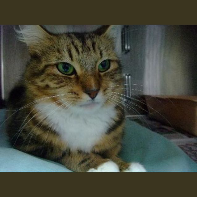 Photo of C5460 "Milly"