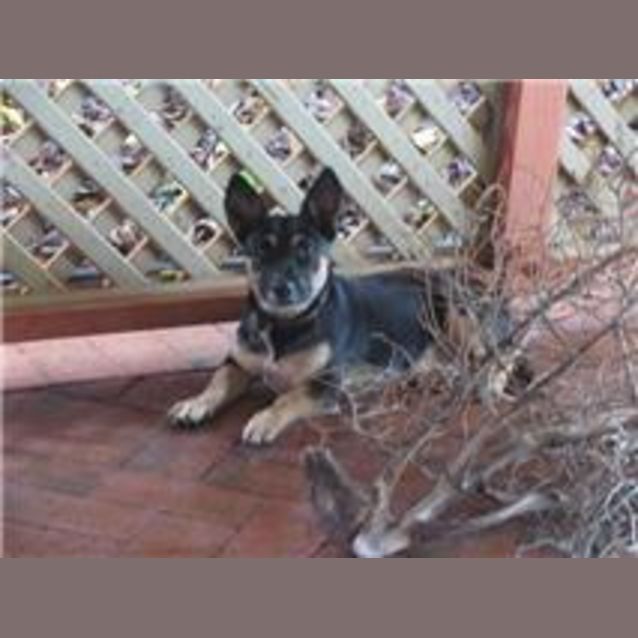 Photo of Bronson