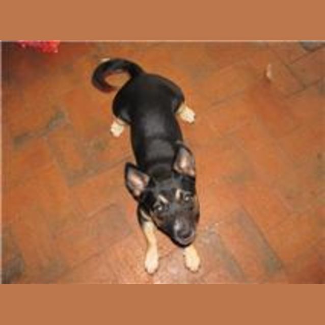 Photo of Bronson