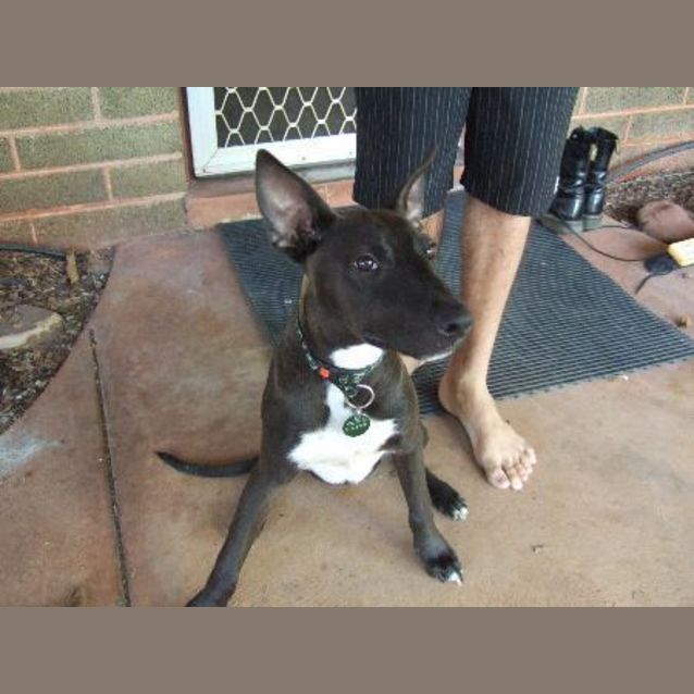 Photo of Angus