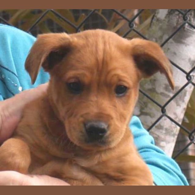 Photo of Elmo   Adoption Pending