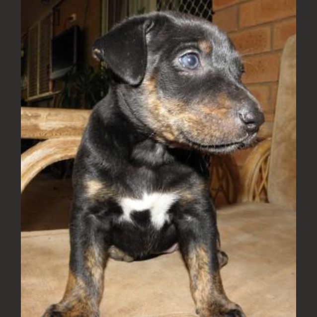 Photo of Breeze (D1599)