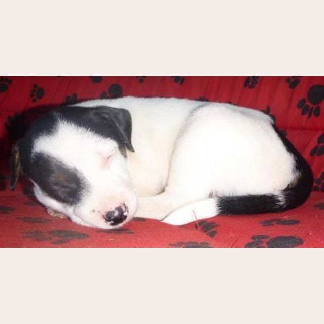 Photo of Gemmy (D1597) *Adopted*