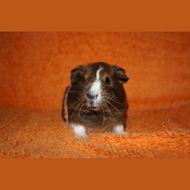 Photo of Kandy (On Hold)