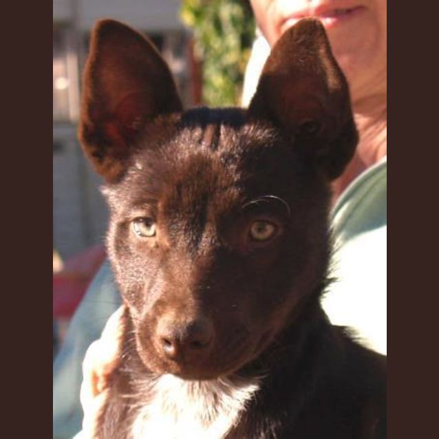 Photo of Daphne