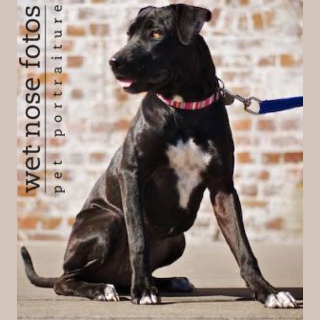 Photo of Brandy