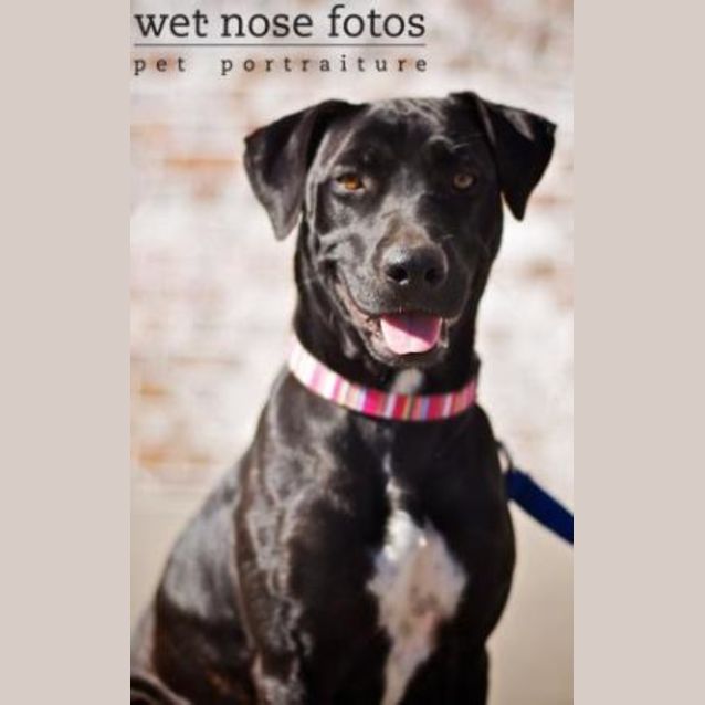 Photo of Brandy
