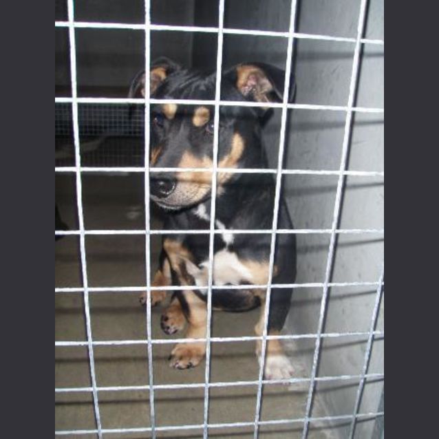 Photo of Snickers Needs Foster/Adoption