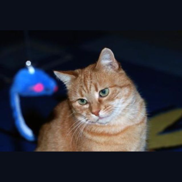 Photo of C7489 "Mrs Gingy"