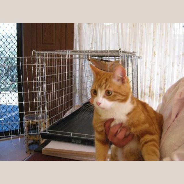 Photo of Ginger Joey