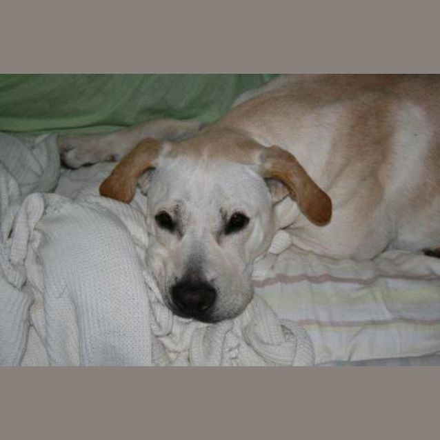 Photo of Bess  "On Trial"L