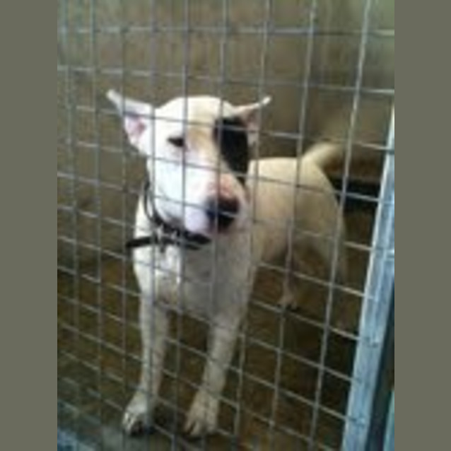 Photo of Bullyboy Needs Foster/Adoption