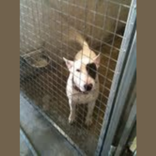 Photo of Bullyboy Needs Foster/Adoption