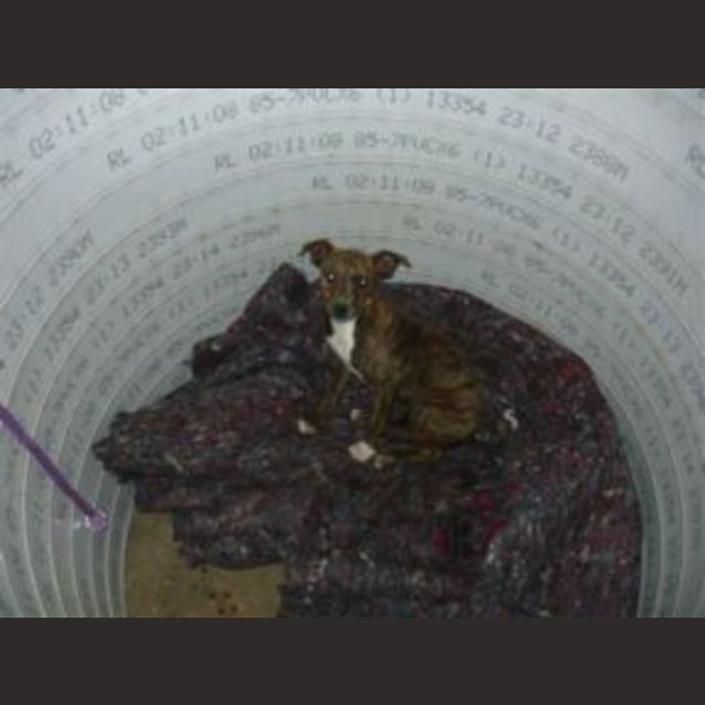 Photo of Poundpuppy :Raya