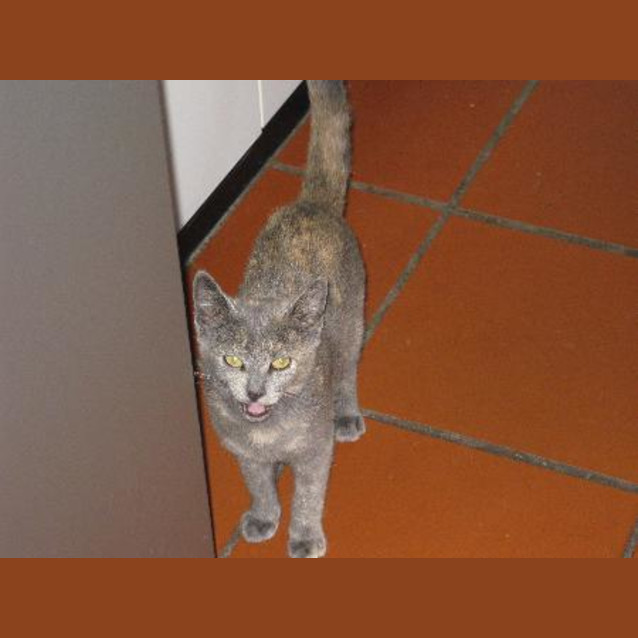 Photo of Lulu