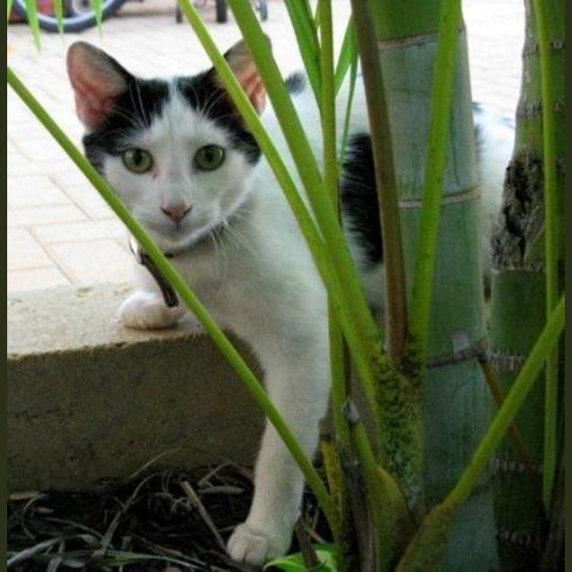 Photo of Marjorie (C1445) *Adopted*