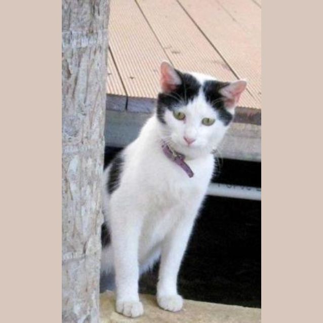 Photo of Marjorie (C1445) *Adopted*