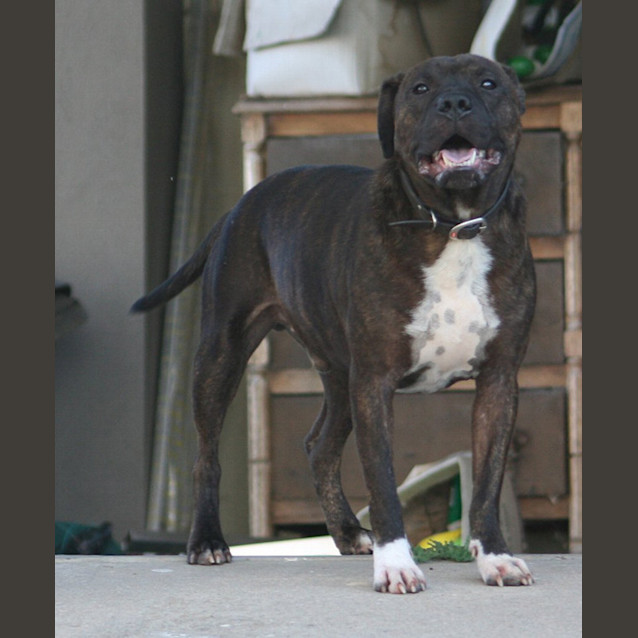 Photo of Benji