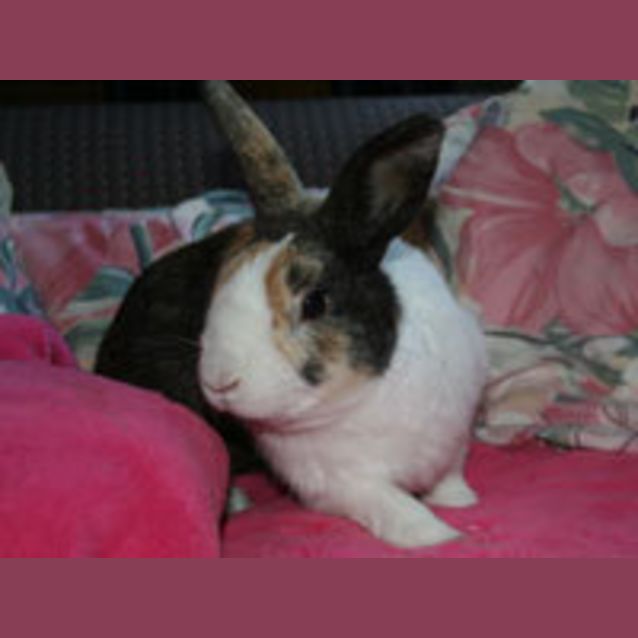 Photo of Henry