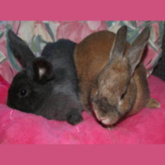 Photo of Mandy And Pepper