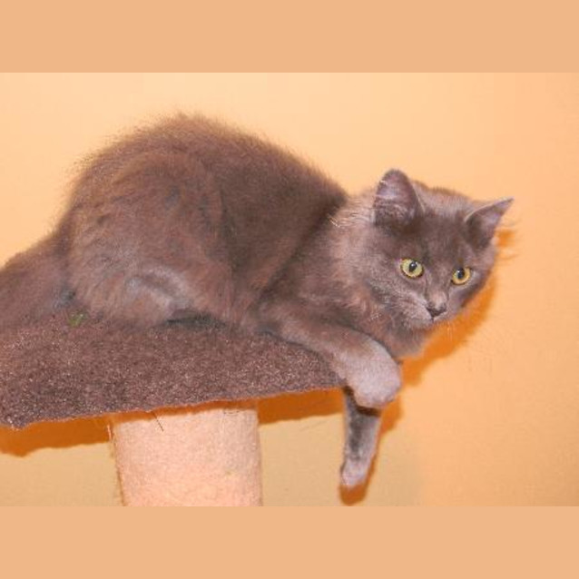 Photo of Felix