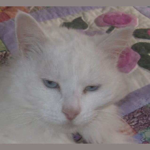 Photo of Rosie