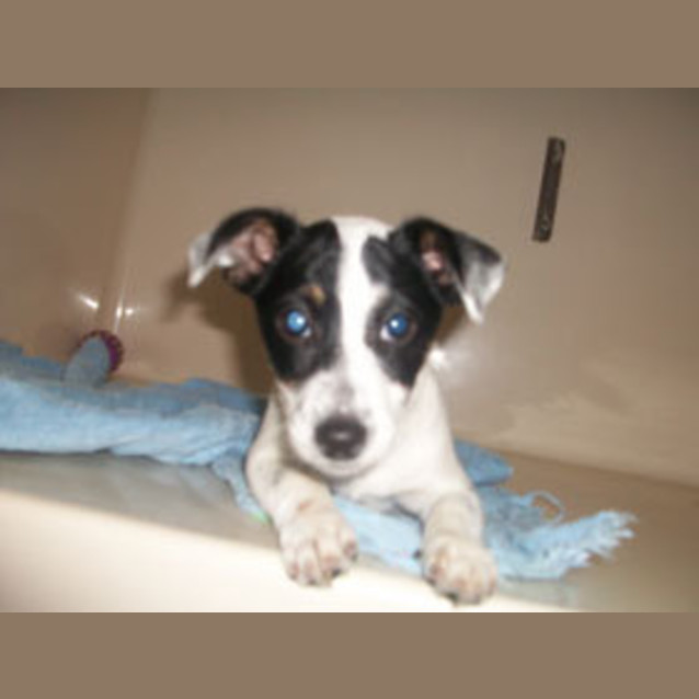 Photo of Bix