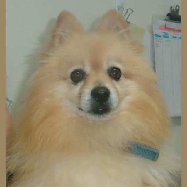 Photo of Rocky "A6045"