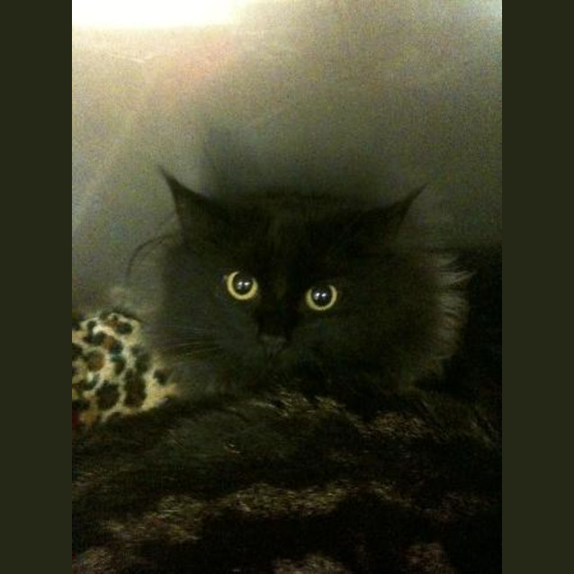 Photo of Pepper