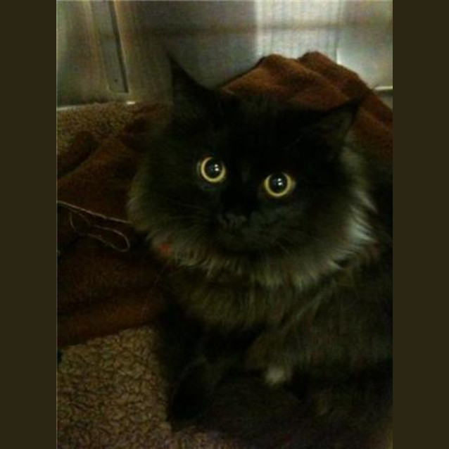 Photo of Pepper