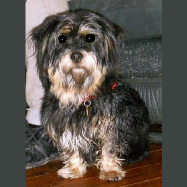 Photo of Skye