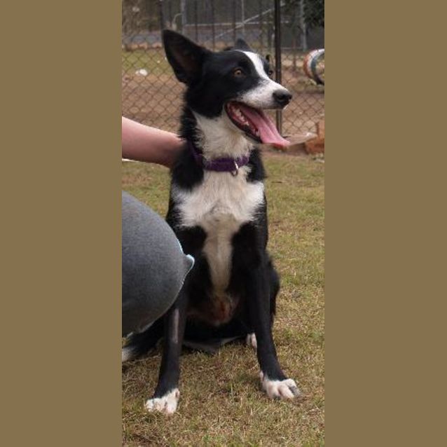 Photo of Mitsi Born For Agility And Herding